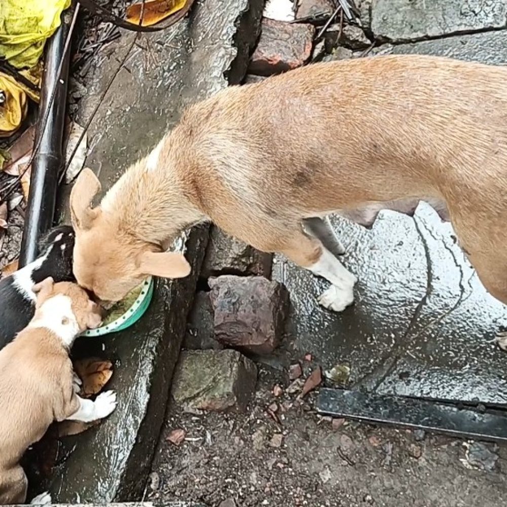 Screenshot_20250511_052857